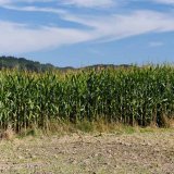 Jakým rizikům se vyhnout při výrobě kukuřičné siláže