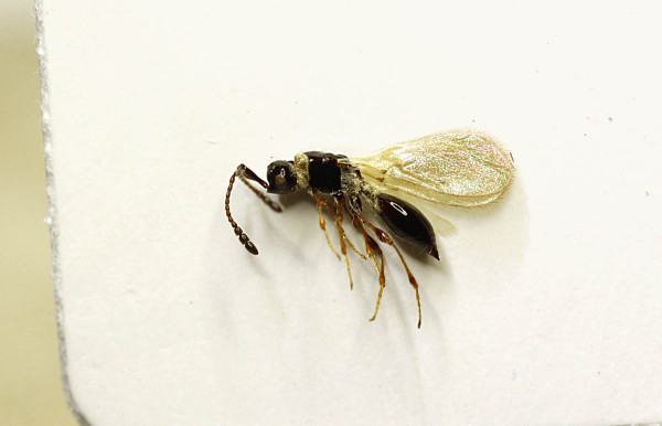 Obr. 1: Samice stíněnky Trichopria sp.