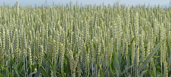 Monitoring kvality pšenice na Slovensku