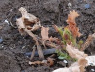 Srdéčko rostliny řepky na jaře silně poškozeno žírem larev dřepčíka olejkového