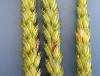 Klasy pšenice s příznaky napadená Fusarium sp.