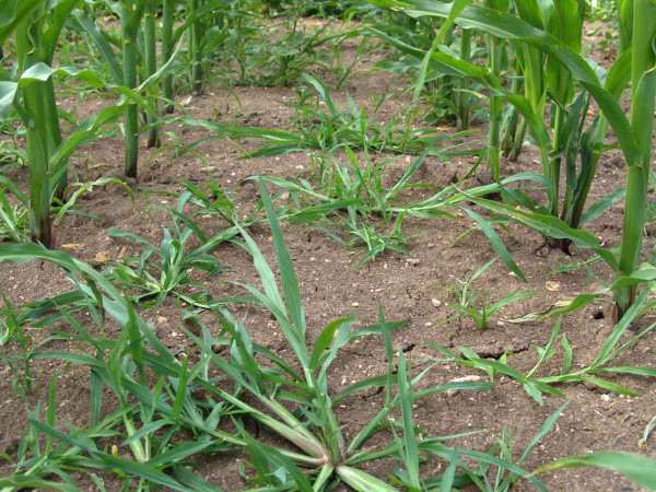 Obr. 1: Za sucha dochází u většiny preemergentních herbicidů k selhání účinnosti na ježatku kuří nohu