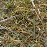 Jarní regulace trávovitých plevelů v porostech ozimých obilnin