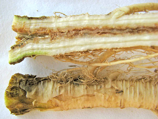 Obr. 5: Fómová hniloba koreňov a stonky - poškodenie povrchovej vrstvy koreňa, ktorá je popraskaná a vo vnútri koreňa sú pletivá zhnednuté