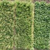 Změny v citlivosti plevelů k některým herbicidům - pohled do světa