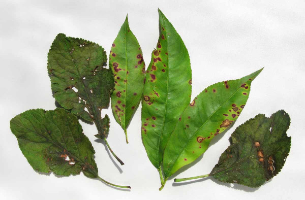 Suchá skvrnitost listů peckovin – dírkovitost listů slivoně a broskvoně
