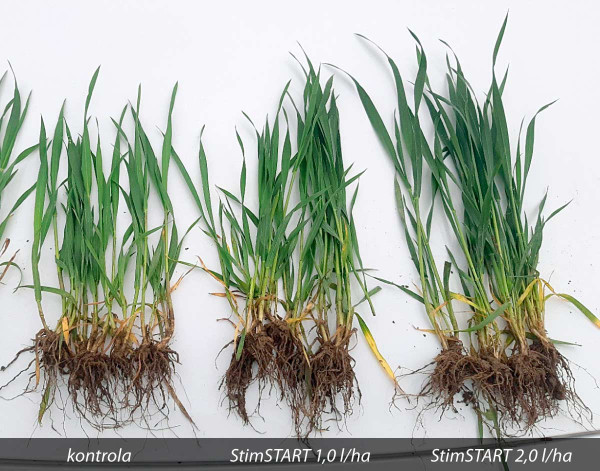 Obr. 1: Vliv aplikace StimSTART na stav rostlin ozimé pšenice (Jihlavsko, 2022)
