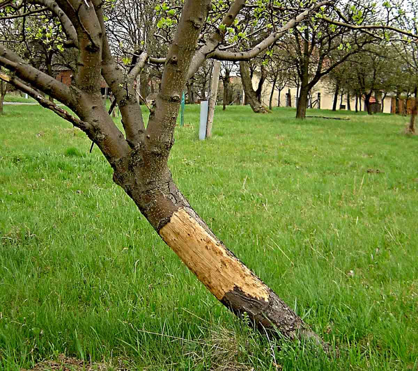Ochrana vysázeného stromku proti okusu