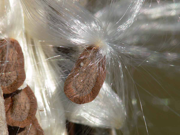 Glejovka americká - klejicha hedvábná - semená