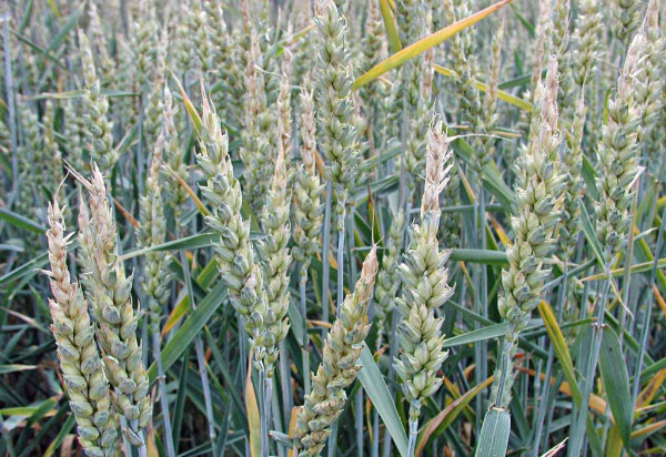 Obr. 2: Zasychání špiček klasů pšenice při působní sucha a horka