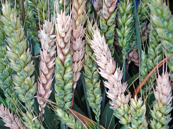 Obr. 4: Fuzarióza klasů pšenice