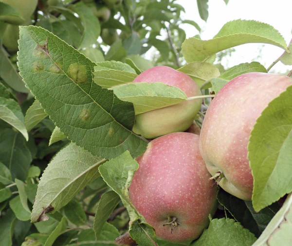 Strupovitost jabloně na listech může těsně před sklizní ještě přejít na plody