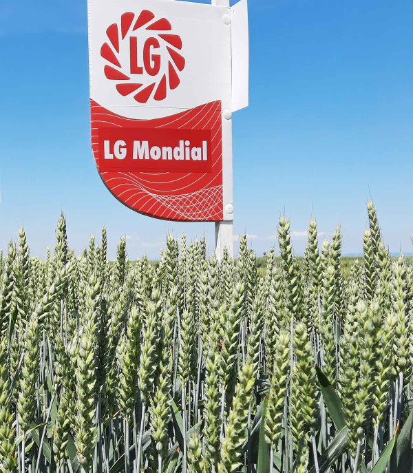 LG Mondial je mimořádně výnosná, plastická odrůda s výbornými pěstitelskými vlastnostmi