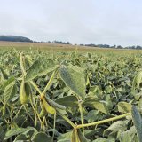 Počasí a výsledky odrůdových pokusů se sójou v roce 2017