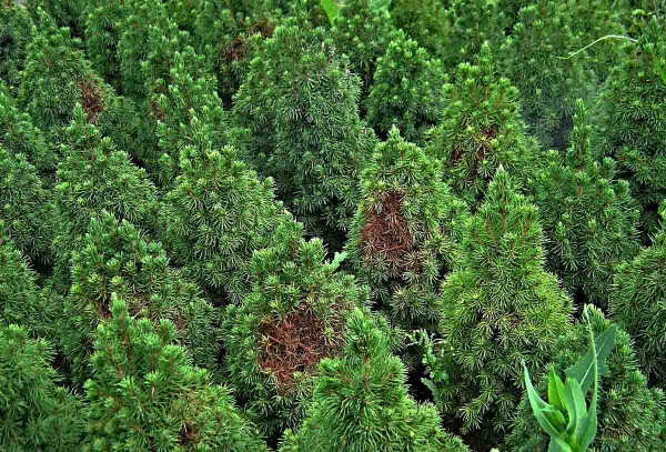 Poškození sviluškami - Picea glauca