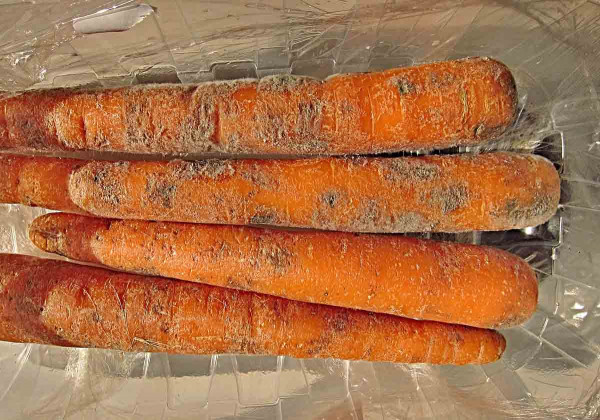 Pochmurnatka mrkvová - poškození kořenů