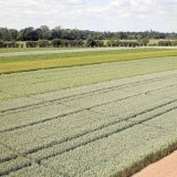 Význam agrotechnických faktorů při pěstování ozimé pšenice v systému bez živočišné výroby