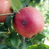 Ochrana ovoce v integrované produkci: Doporučení pro září a říjen