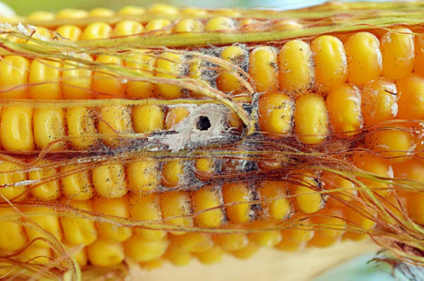Poškození palice zavíječem kukuřičným - vstupní brána pro infekce