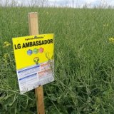 LG Ambassador - zkušenosti pěstitelů 