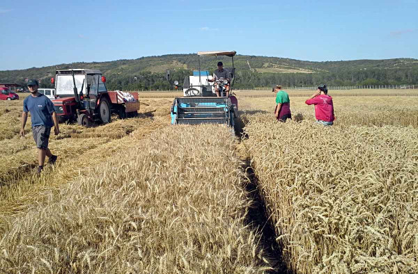 Obr. 5: Sklizeň pokusů s ozimou pšenicí na Polní pokusné stanici v Žabčicích