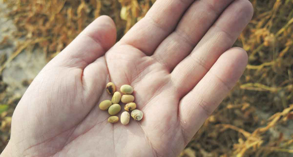 Semena sóji byla vlivem nouzového dozrávání nedostatečně nalitá a svraštělá