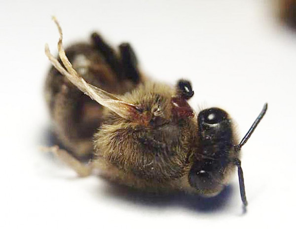 Včela napadená virem deformovaných křídel