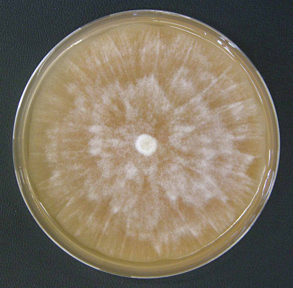 Obr. 3. Kolonie druhu Phytophthora plurivora