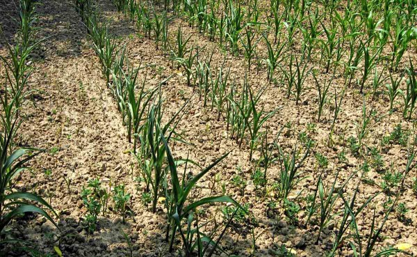 Reakce kukuřice na sucho a horko - svinování listů