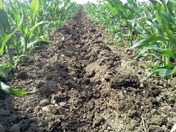 Obr. 2: Kultivace porostu kukuřice s funkcí protierozní ochrany půdy vytvářením zasakovacího žlábku v meziřádcích pomocí nové koncepce kypřičů s nezávisle nastavitelnými pracovními orgány (lokalita Křičeň, těžká půda, 30. 5. 2017)