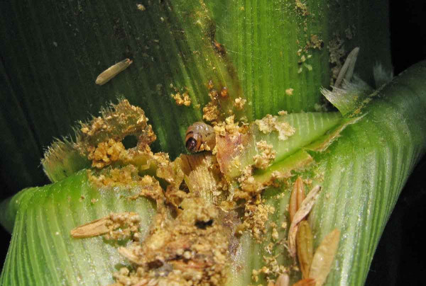 Zavíječ kukuřičný - larva