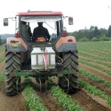 Možnosti hnojení brambor dusíkem během vegetace