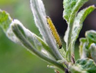 Přípravky na bázi B. thuringiensis ssp. kurstaki jsou účinným prostředkem proti slupkovým obalečům a dalším listožravým housenkám