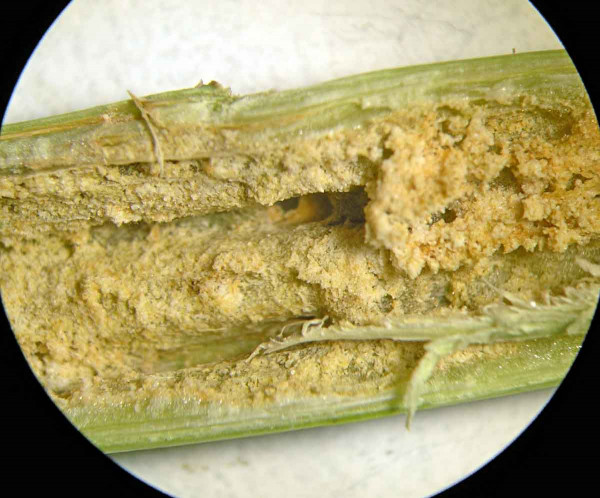 Obr. 2b: Poškozené pletivo dřeně stonku v okolí vlezového otvoru po larvě krytonosce čtyřzubého