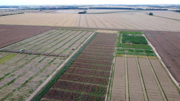 Obr. 1: Výzkumná plocha ČZU v Červeném Újezdu - zleva sklizeň řepky, porost máku jarního a vpravo vzadu pokusy s kukuřicí