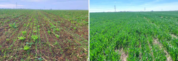 Vlevo vzcházející pšenice ozimá setá přímým výsevem do meziplodiny, vpravo jarní kontrola porostu (DVP Agro Rajhrad)
