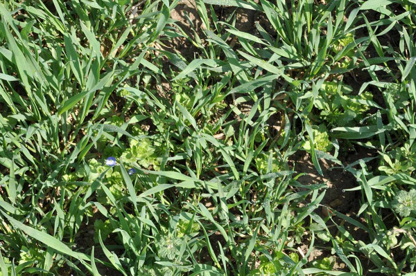 Pokud je ozimá pšenice, žito nebo tritikale zaplevelené širokým spektrem dvouděložných plevelů včetně chundelky metlice a obtížně hubitelných rozrazilů, violek, svízele, kakostů apod., je nejvhodnějším řešením aplikace širokospektrálního herbicidu Huricane
