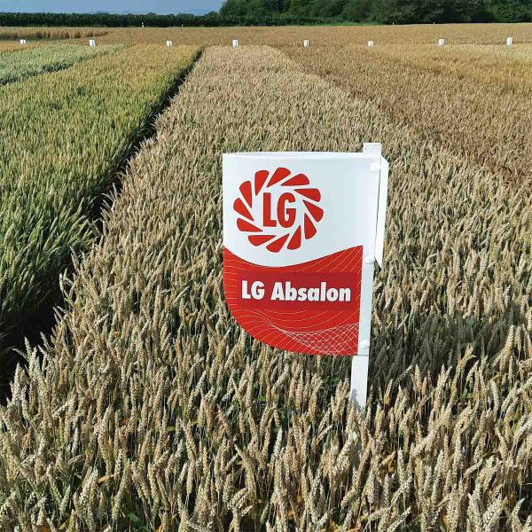 LG Absalon je raná odrůda - porovnání na polopozdní odrůdu (vlevo)  a téměř zralou Avenue (vpravo), 13. 7. 2021, Hrubčice