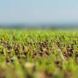 Akce podzim 2022 pro herbicidní ochranu obilnin
