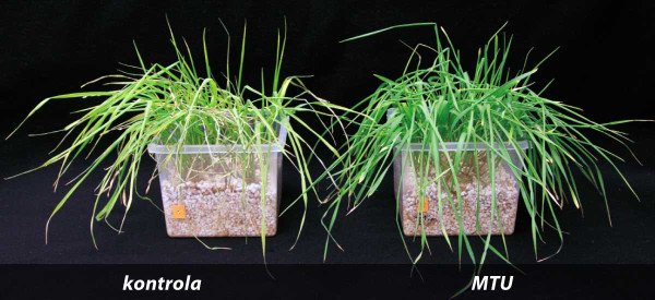 Obr. 3. Vliv látky MTU (vpravo) na zachování chlorofylu v listech pšenice, která vyrůstala v nedostatku vody