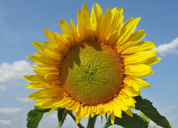 Odrůdy slunečnice mají odlišnou citlivost k chorobám