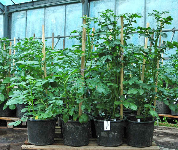 Obr. 5: Třístupňová kontrola vstupních šlechtitelských a množitelských materiálů bramboru - ve druhé fázi jsou detekčními metodami v průběhu vegetace kontrolovány rostliny bramboru vyrostlé z jedné poloviny matečné hlízy
