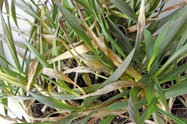 Obr. 2: Mycosphaerella graminicola (braničnatka pšeničná) - symptomy v únoru 2015