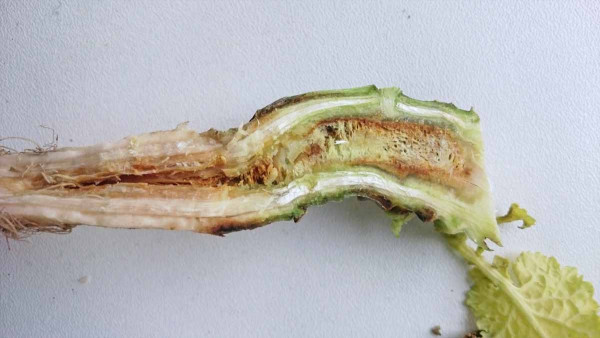 Hnednutie koreňového kŕčka a poškodenie koreňa repky na jar, 24. apríla