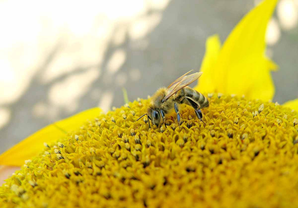 Včela medonosná opylující porost slunečnice