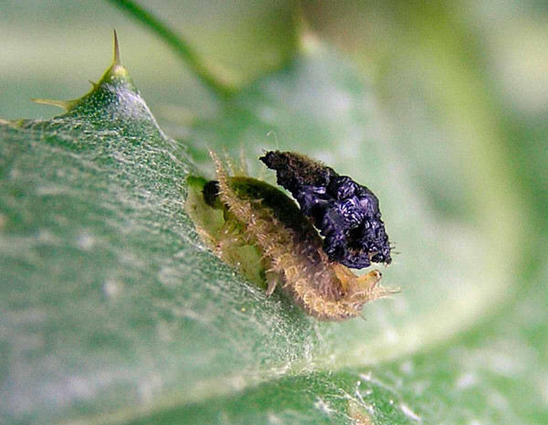 Obr. 4: Štítonoš (Cassida rubiginosa) živící se bodláky - jeho larva má na sobě „ochranný štít“ z vlastního trusu, který ji chrání před predátory
