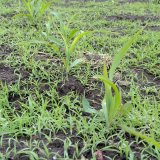Regulace plevelů v kukuřici - současný stav a výhled do budoucna