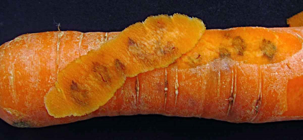 Poškození kořene pochmurnatkou mrkvovou