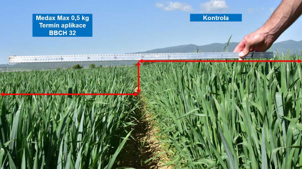 Regulace výšky porostu ozimé pšenice, fotografie 18. 5. 2022