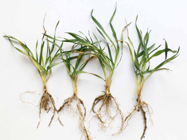 Obr. 2: Stéblolam - nespecifické skvrny na bázích stébel mladých rostlin ozimé pšenice